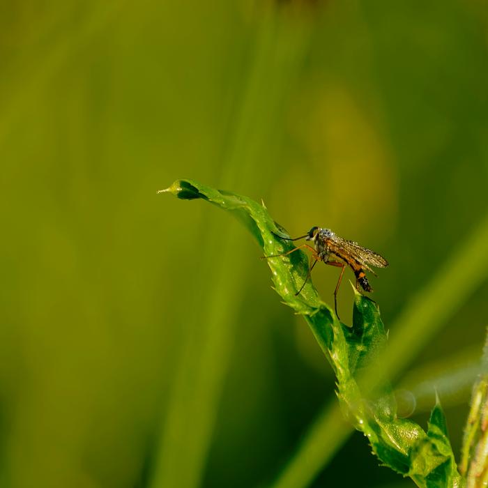 moustique plante