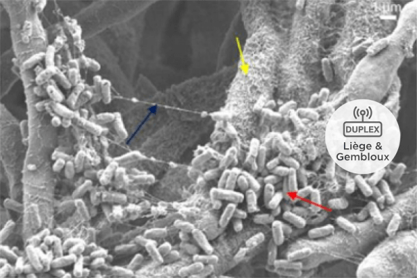 bactérie Bacillus