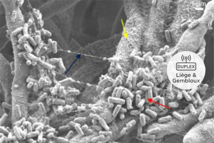 bactérie Bacillus
