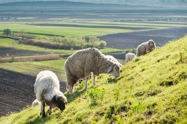 Moutons